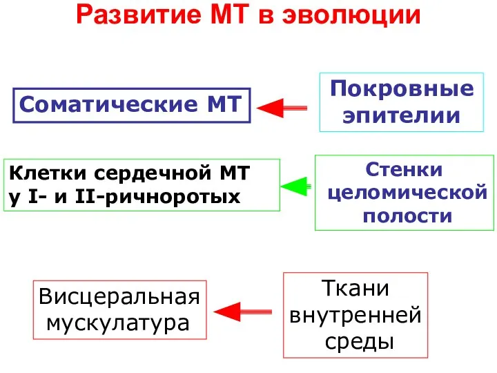 Развитие МТ в эволюции Соматические МТ Покровные эпителии Клетки сердечной МТ у