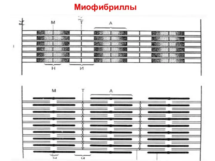 Миофибриллы