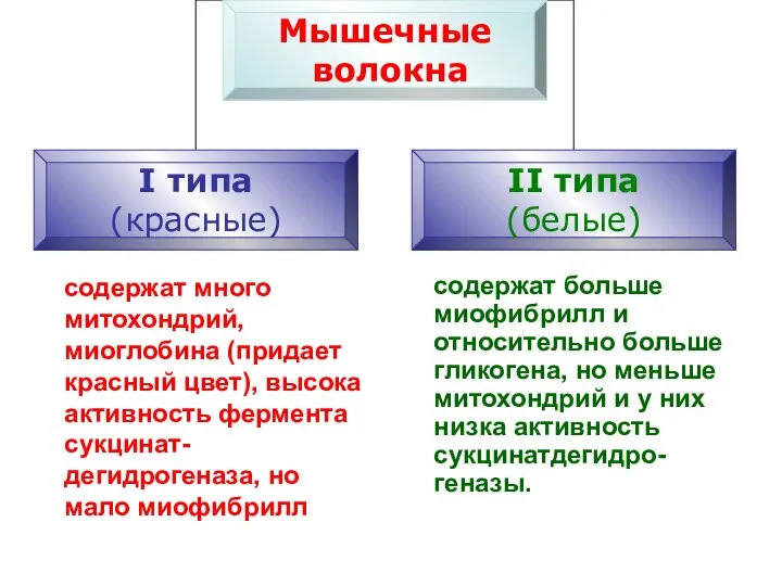 содержат много митохондрий, миоглобина (придает красный цвет), высока активность фермента сукцинат-дегидрогеназа, но