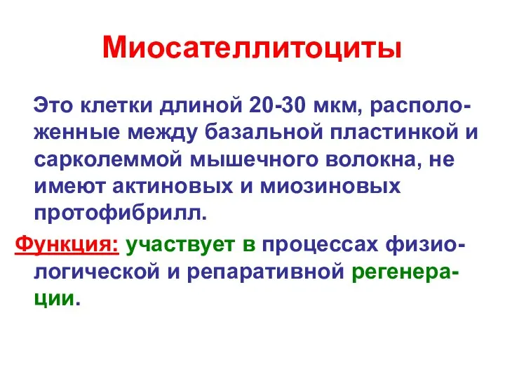 Миосателлитоциты Это клетки длиной 20-30 мкм, располо-женные между базальной пластинкой и сарколеммой