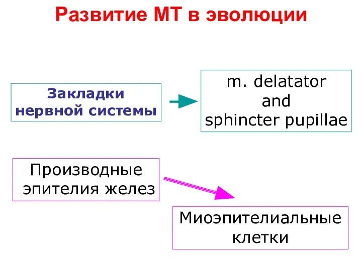 Развитие МТ в эволюции Производные эпителия желез Закладки нервной системы Миоэпителиальные клетки