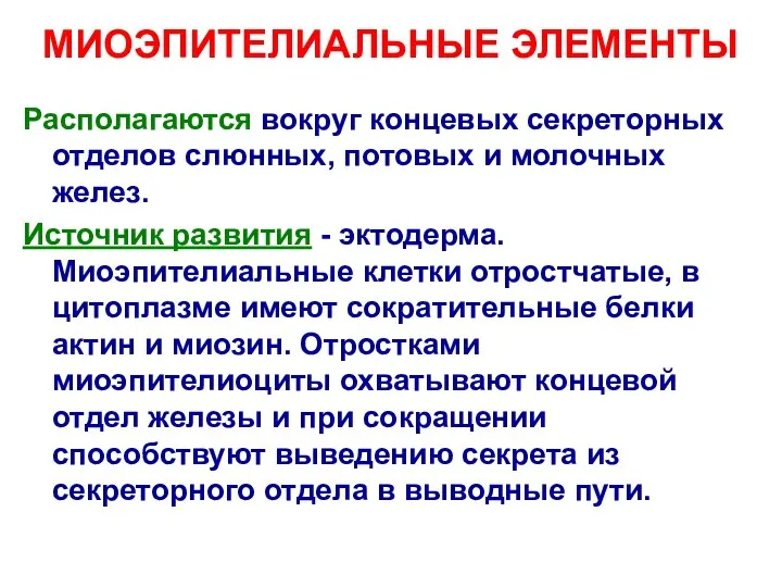 МИОЭПИТЕЛИАЛЬНЫЕ ЭЛЕМЕНТЫ Располагаются вокруг концевых секреторных отделов слюнных, потовых и молочных желез.