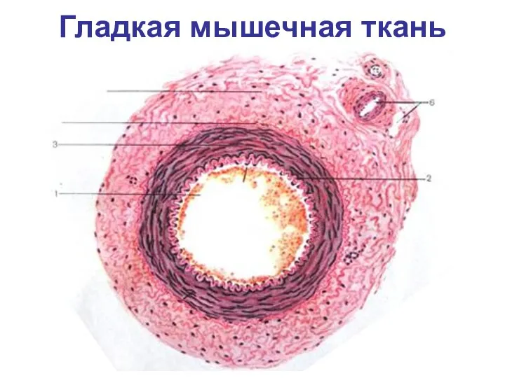 Гладкая мышечная ткань