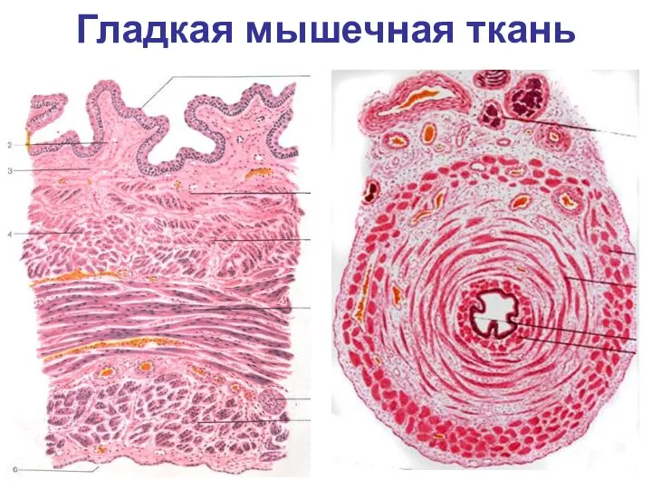 Гладкая мышечная ткань