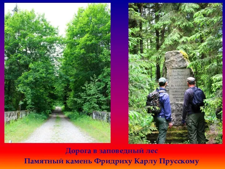 Дорога в заповедный лес Памятный камень Фридриху Карлу Прусскому