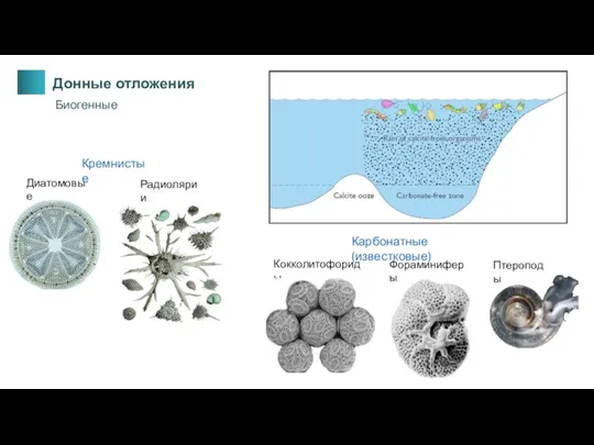 Донные отложения Кокколитофориды Фораминиферы Биогенные Птероподы Карбонатные (известковые) Диатомовые Радиолярии Кремнистые