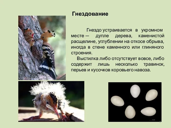 Гнездование Гнездо устраивается в укромном месте — дупле дерева, каменистой расщелине, углублении