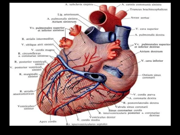 Система венечного синуса(большая, средняя, малая сердечные вены)