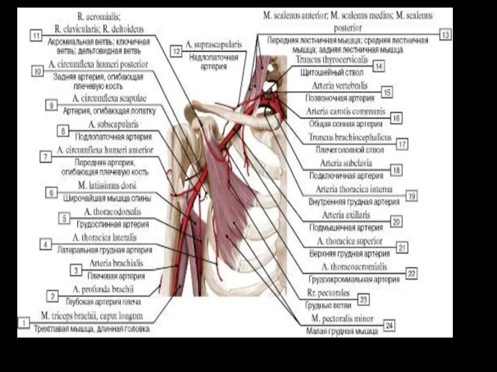 Подмышечная а.