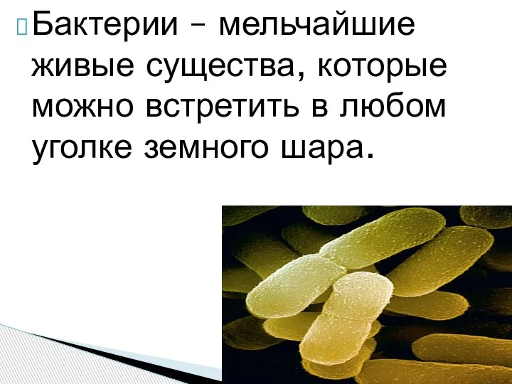 Бактерии – мельчайшие живые существа, которые можно встретить в любом уголке земного шара.