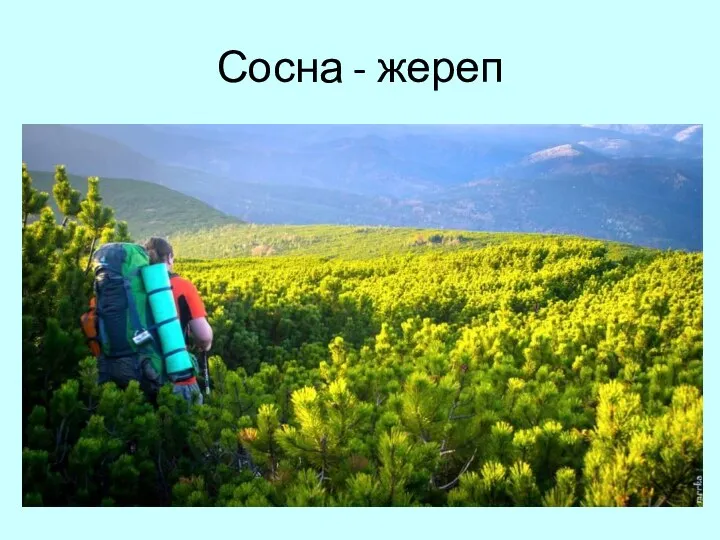 Сосна - жереп