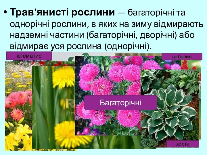 Трав'янисті рослини — багаторічні та однорічні рослини, в яких на зиму відмирають