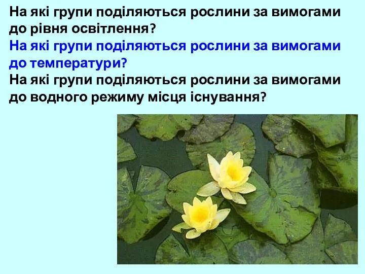 На які групи поділяються рослини за вимогами до рівня освітлення? На які