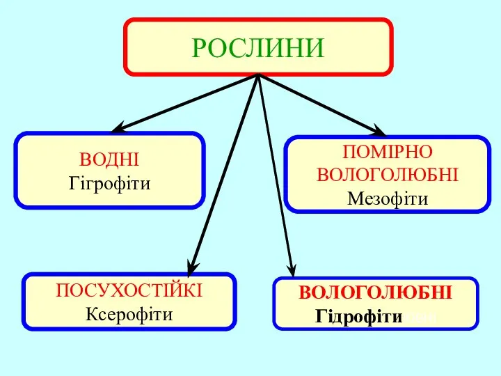 РОСЛИНИ ПОСУХОСТІЙКІ Ксерофіти ПОМІРНО ВОЛОГОЛЮБНІ Мезофіти ВОДНІ Гігрофіти ВОЛОГОЛЮБНІ ГідрофітиЮБНІ