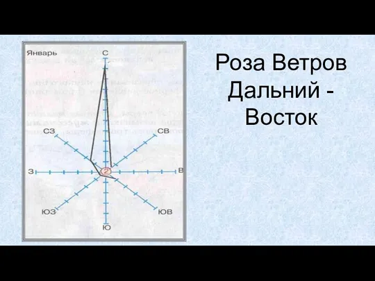 Роза Ветров Дальний -Восток