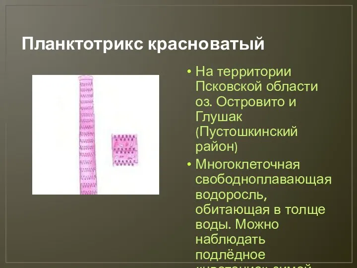 Планктотрикс красноватый На территории Псковской области оз. Островито и Глушак (Пустошкинский район)