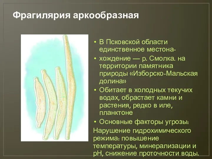 Фрагилярия аркообразная В Псковской области единственное местона- хождение — р. Смолка. на