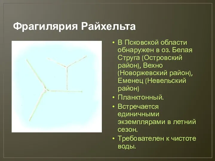 Фрагилярия Райхельта В Псковской области обнаружен в оз. Белая Струга (Островский район),