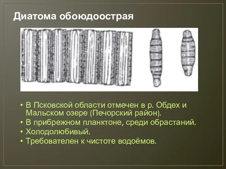 Диатома обоюдоострая В Псковской области отмечен в р. Обдех и Мальском озере