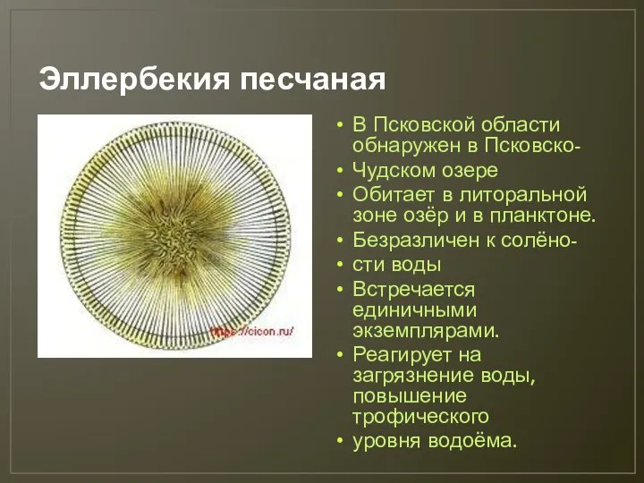 Эллербекия песчаная В Псковской области обнаружен в Псковско- Чудском озере Обитает в