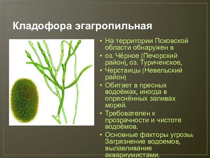 Кладофора эгагропильная На территории Псковской области обнаружен в оз. Чёрное (Печорский район),