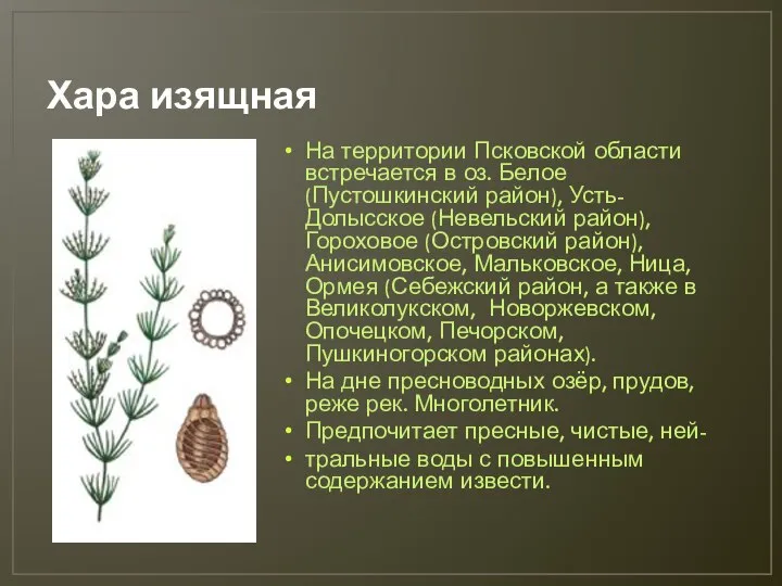 Хара изящная На территории Псковской области встречается в оз. Белое (Пустошкинский район),