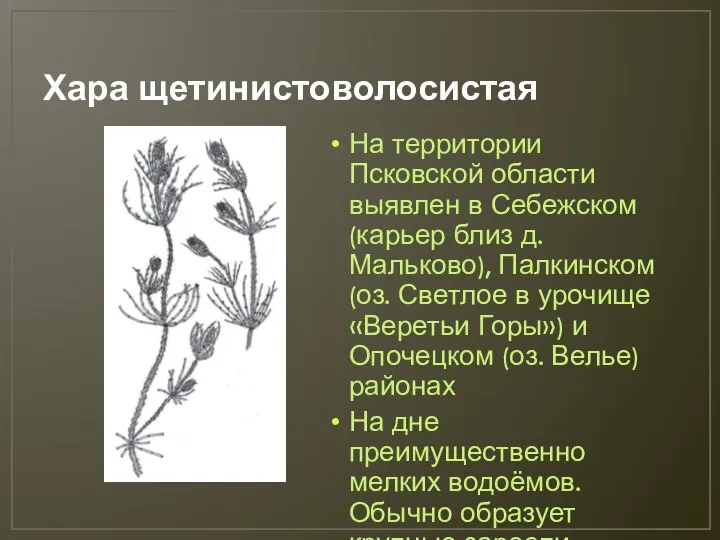 Хара щетинистоволосистая На территории Псковской области выявлен в Себежском (карьер близ д.