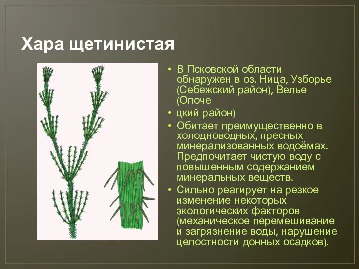 Хара щетинистая В Псковской области обнаружен в оз. Ница, Узборье (Себежский район),