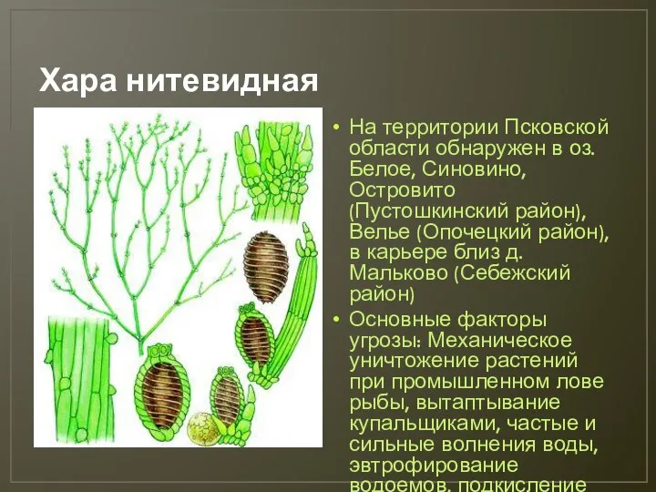 Хара нитевидная На территории Псковской области обнаружен в оз. Белое, Синовино, Островито