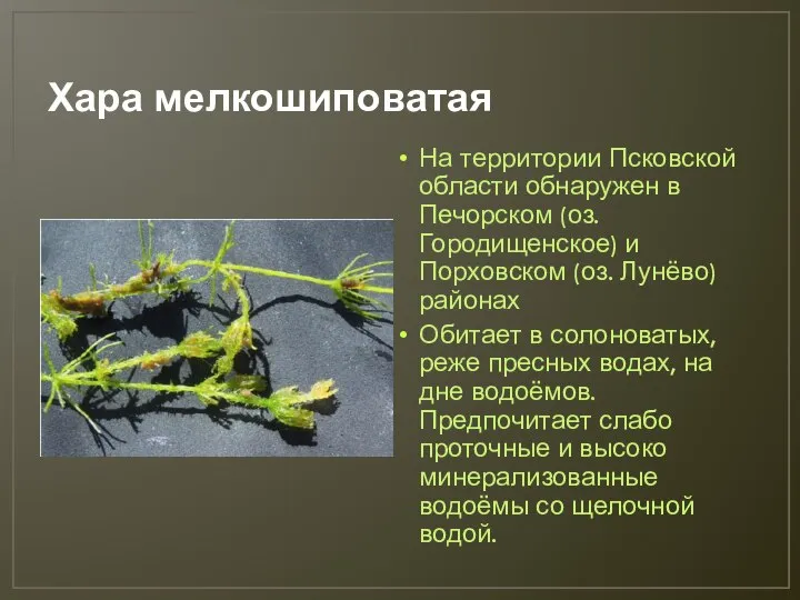 Хара мелкошиповатая На территории Псковской области обнаружен в Печорском (оз. Городищенское) и