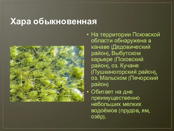 Хара обыкновенная На территории Псковской области обнаружена в канаве (Дедовический район), Выбутском