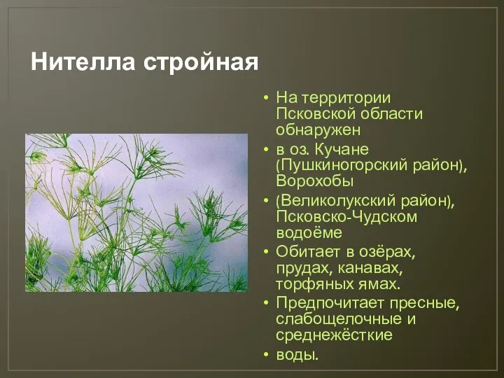 Нителла стройная На территории Псковской области обнаружен в оз. Кучане (Пушкиногорский район),