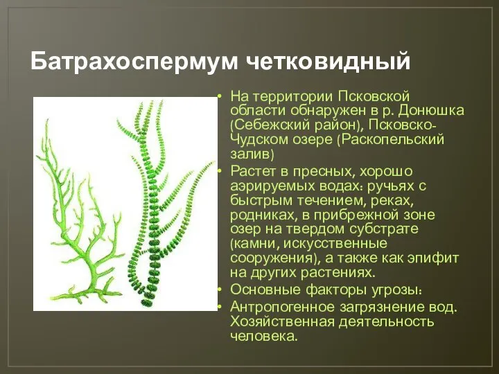 Батрахоспермум четковидный На территории Псковской области обнаружен в р. Донюшка (Себежский район),