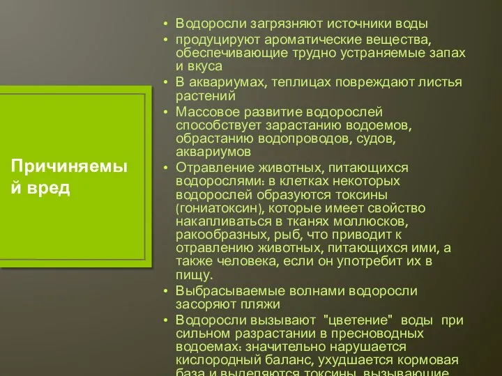 Водоросли загрязняют источники воды продуцируют ароматические вещества, обеспечивающие трудно устраняемые запах и