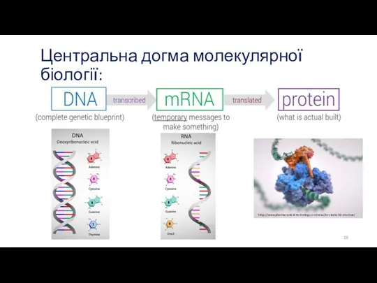 Центральна догма молекулярної біології: https://www.pharmaceutical-technology.com/news/icr-create-3d-structure/