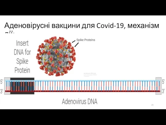 Аденовірусні вакцини для Covid-19, механізм дії: