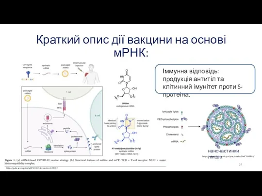 Краткий опис дії вакцини на основі мРНК: https://pubs.acs.org/doi/pdf/10.1021/acscentsci.1c00197 Іммунна відповідь: продукція антитіл