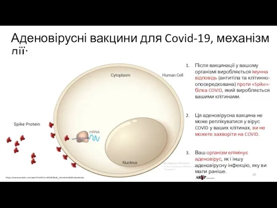 Аденовірусні вакцини для Covid-19, механізм дії: https://www.youtube.com/watch?v=B31ro-WQrkU&ab_channel=ARUPLaboratories Після вакцинації у вашому організмі