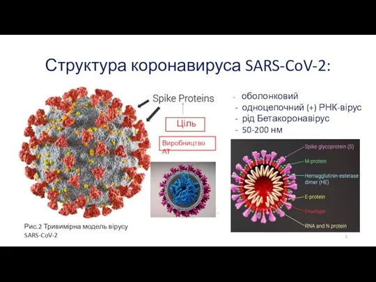 Структура коронавируса SARS-CoV-2: - оболонковий одноцепочний (+) РНК-вірус рід Бетакоронавірус 50-200 нм