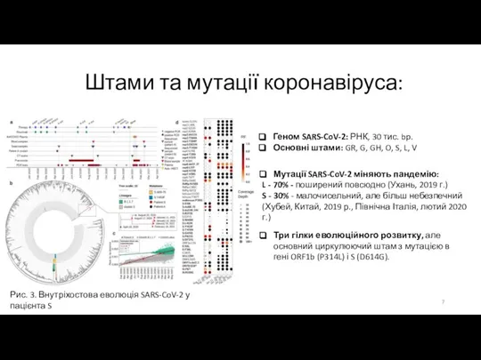 Штами та мутації коронавіруса: Мутації SARS-CoV-2 міняють пандемію: L - 70% -