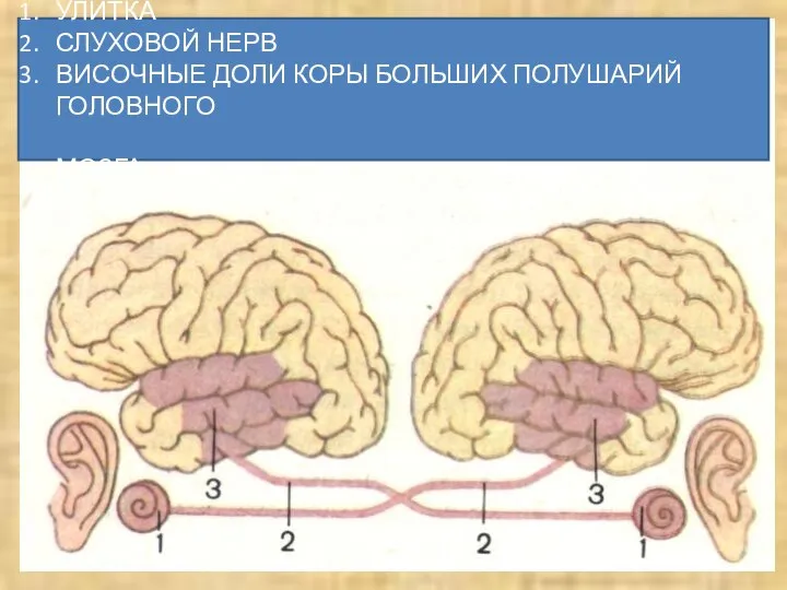 УЛИТКА СЛУХОВОЙ НЕРВ ВИСОЧНЫЕ ДОЛИ КОРЫ БОЛЬШИХ ПОЛУШАРИЙ ГОЛОВНОГО МОЗГА