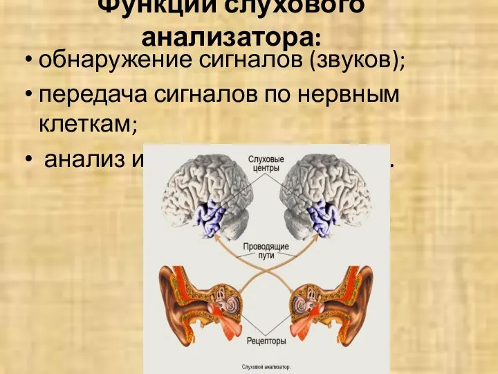 Функции слухового анализатора: обнаружение сигналов (звуков); передача сигналов по нервным клеткам; анализ и понимание сигналов.