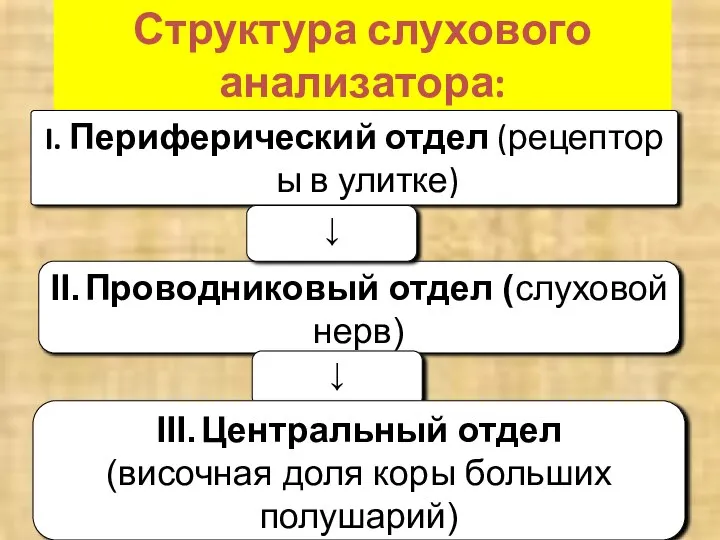 Структура слухового анализатора: I. Периферический отдел (рецептор ы в улитке) II. Проводниковый