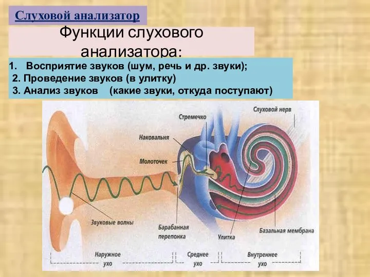 Функции слухового анализатора: Слуховой анализатор Восприятие звуков (шум, речь и др. звуки);