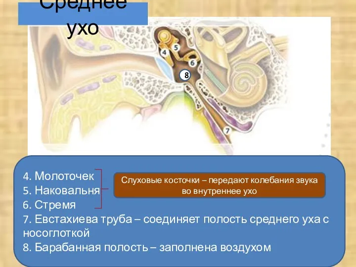 Среднее ухо 4. Молоточек 5. Наковальня 6. Стремя 7. Евстахиева труба –