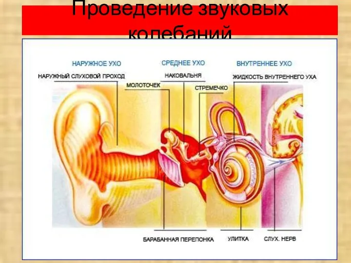 Проведение звуковых колебаний