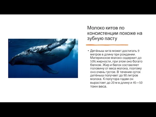 Молоко китов по консистенции похоже на зубную пасту Детёныш кита может достигать