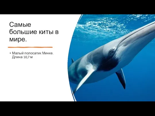 Самые большие киты в мире. Малый полосатик Минке. Длина 10,7 м