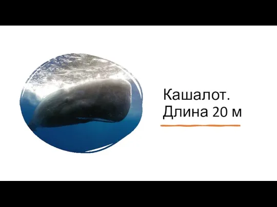 Кашалот. Длина 20 м