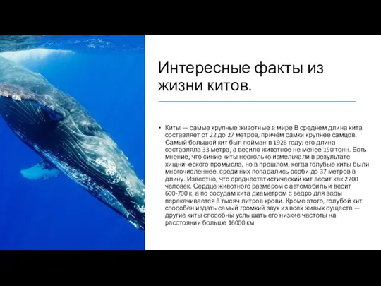 Интересные факты из жизни китов. Киты — самые крупные животные в мире